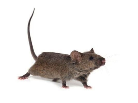 Value Pest Control