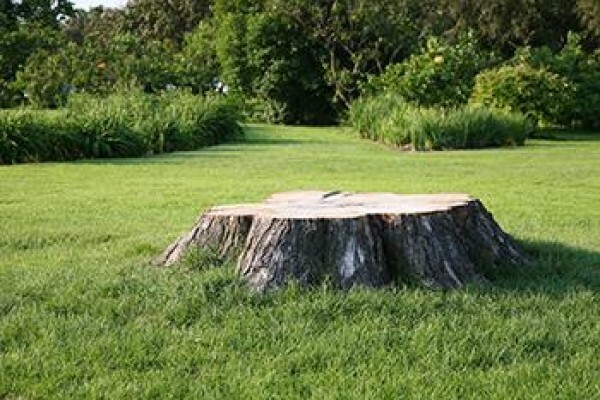 Tree Felling Johannesburg