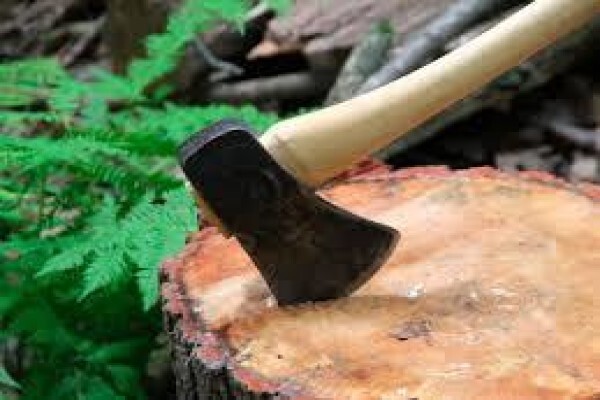 Tree Felling Johannesburg