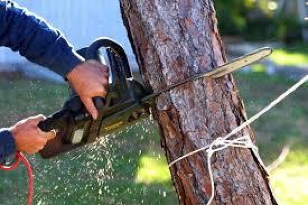 Tree Felling Johannesburg