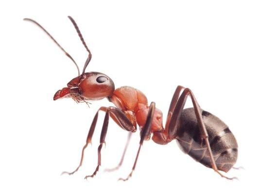 Value Pest Control