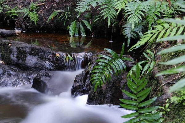 Forest Edge - Nature Lovers' Retreat