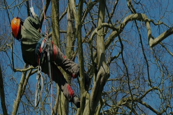 Tree Felling Pretoria
