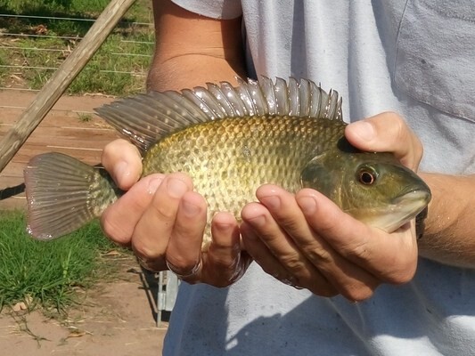 R and R Fish Farm