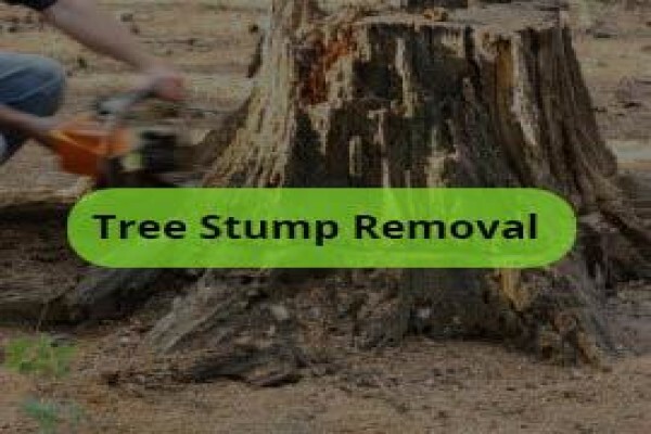 Tree Felling Pretoria