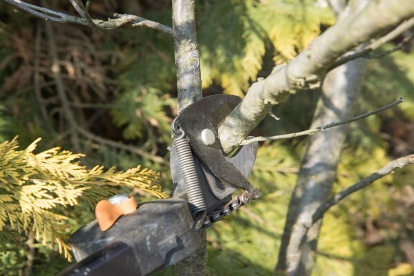 Tree Felling Pretoria