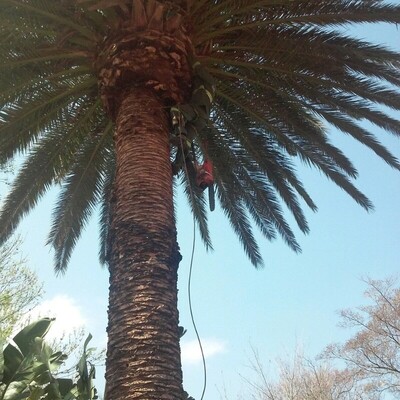 Dmike Treefellers