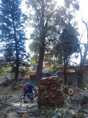 Dmike Treefellers