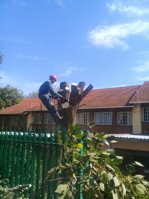 Dmike Treefellers