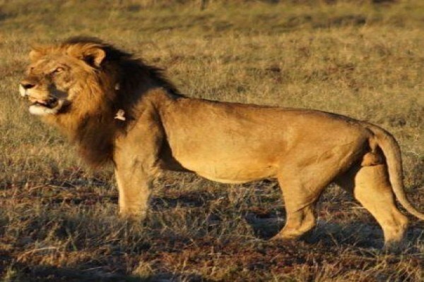Glatt Safaris