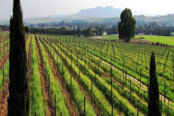 Mitre's Edge Wine Estate