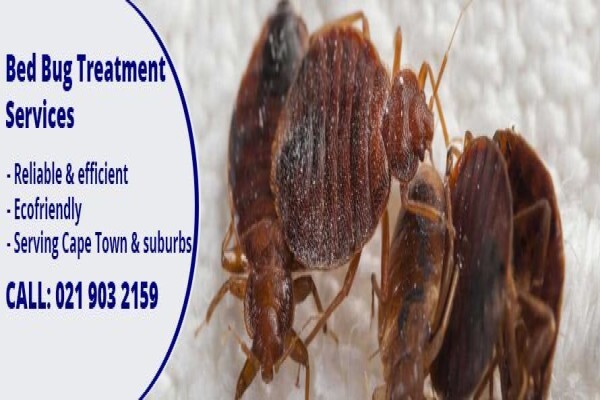 Pest Managers Cape Town