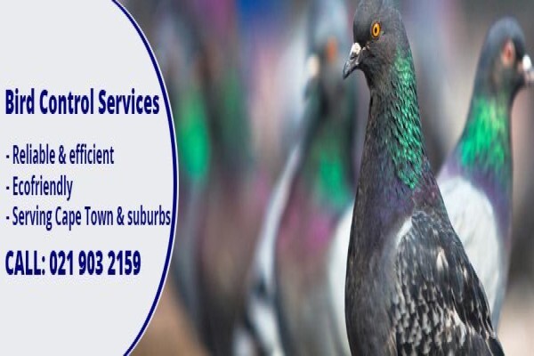 Pest Managers Cape Town