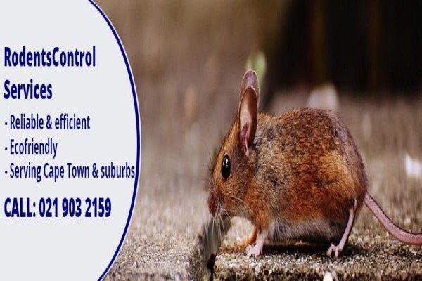 Pest Managers Cape Town
