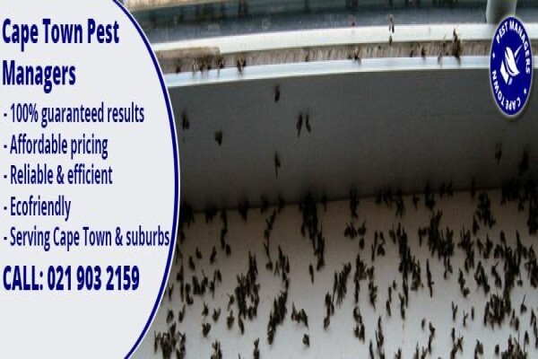 Pest Managers Cape Town