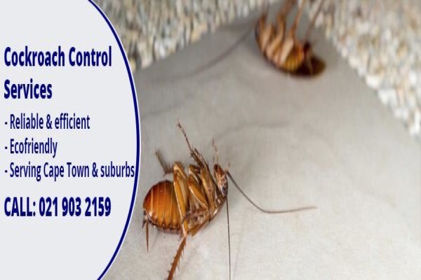 Pest Managers Cape Town
