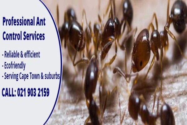 Pest Managers Cape Town