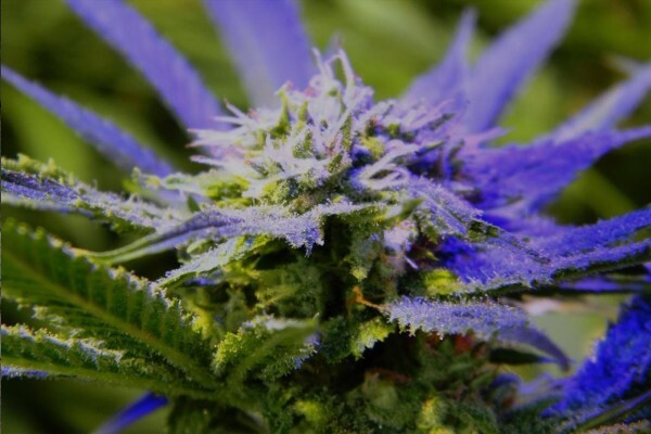 Online Grow Shop