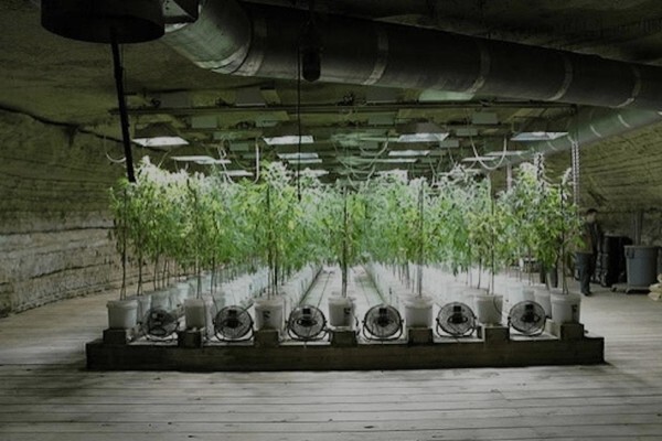 Online Grow Shop