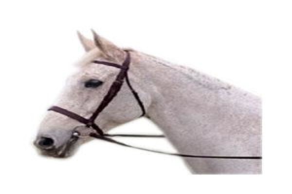 Steed & Style