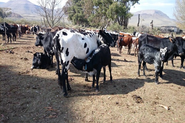 First Choice Farmers Pty Ltd