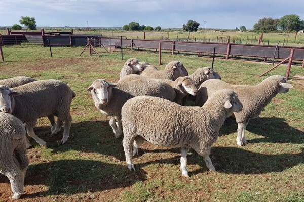 First Choice Farmers Pty Ltd