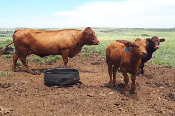First Choice Farmers Pty Ltd