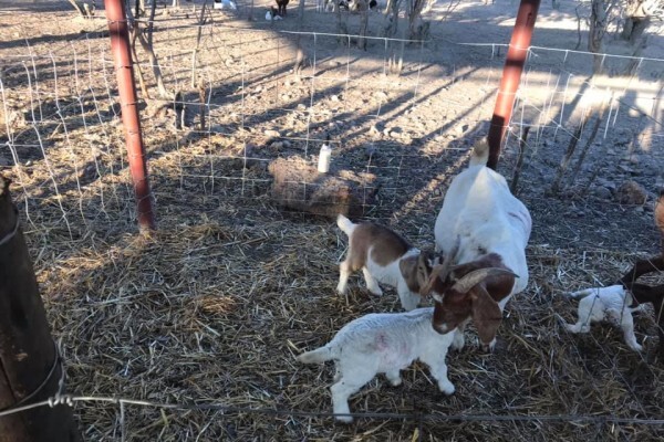 First Choice Farmers Pty Ltd