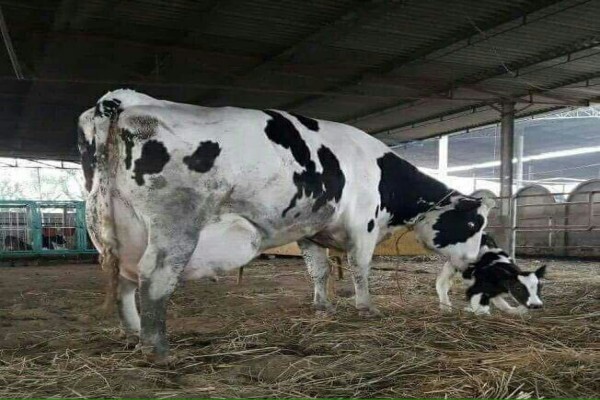 First Choice Farmers Pty Ltd