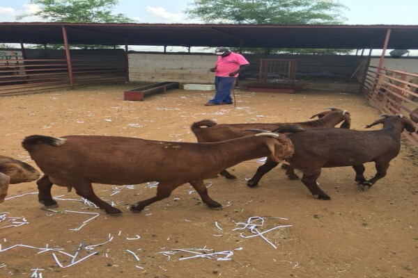 First Choice Farmers Pty Ltd