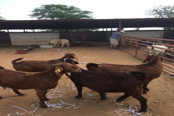 First Choice Farmers Pty Ltd