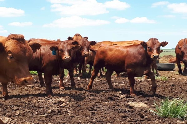 First Choice Farmers Pty Ltd