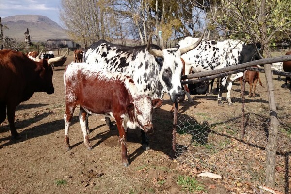 First Choice Farmers Pty Ltd