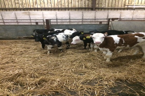 First Choice Farmers Pty Ltd