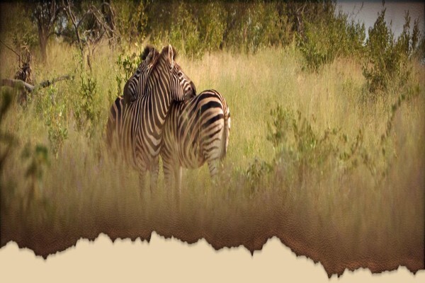 Royal Safaris