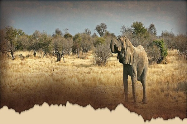 Royal Safaris