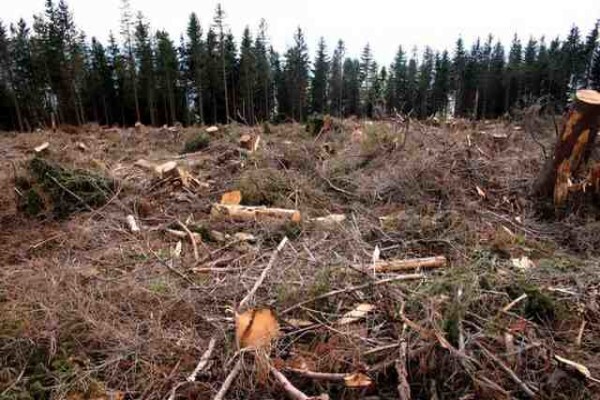 Tree Felling Services, Budget Tree Fellers