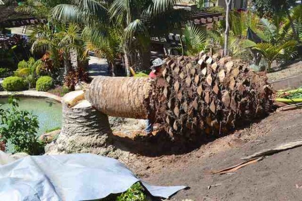 Tree Felling Services, Budget Tree Fellers