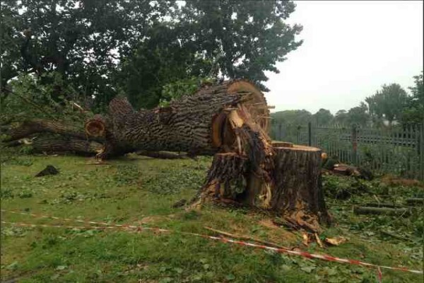 Tree Felling Services, Budget Tree Fellers