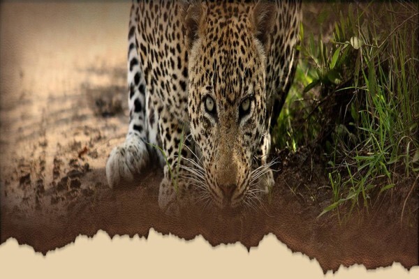 Royal Safaris