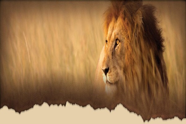Royal Safaris