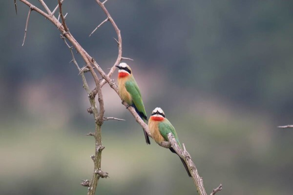 Royal Safaris