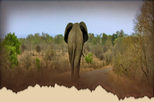 Royal Safaris