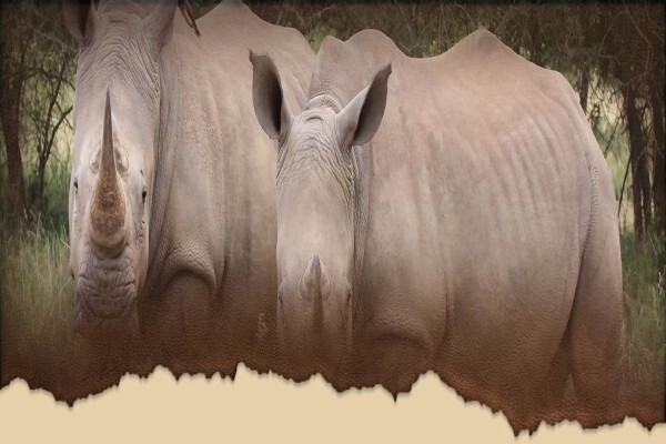 Royal Safaris