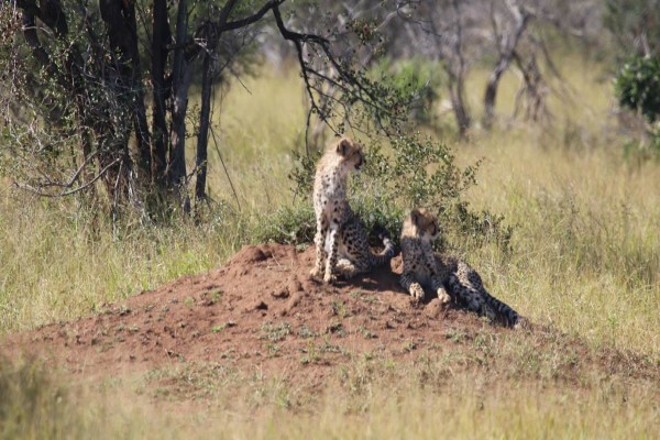 Royal Safaris