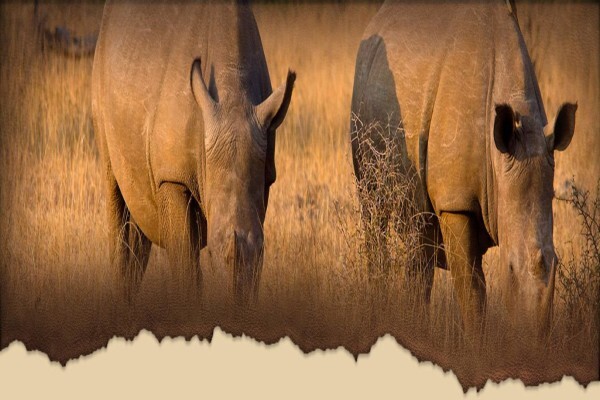 Royal Safaris
