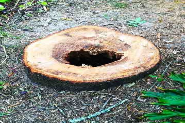 Tree Felling Services, Budget Tree Fellers