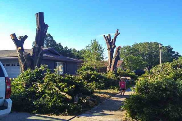 Tree Felling Services, Budget Tree Fellers
