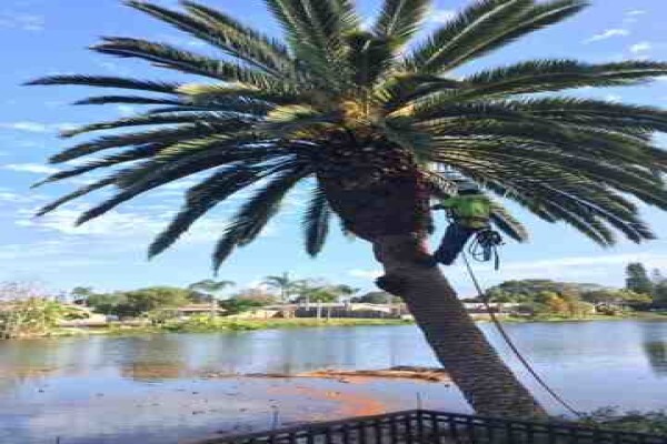Tree Felling Services, Budget Tree Fellers