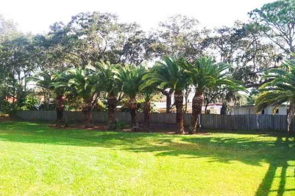 Tree Felling Services, Budget Tree Fellers